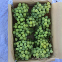 Hot Sell Fresh Sweet green grape wholesale sweet green fresh grapes